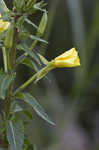 Common evening-primrose